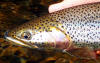 rogue cutthroat trout / Rogue RiverSteelhead Fly Fishing / Rogue River Steelhead Fly Fishing Guide
