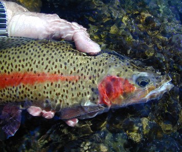 A jewel with fins / Michael Gorman photo / McKenzie River Fishing Guide